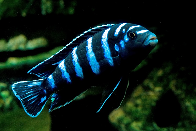 Chindongo demasoni
